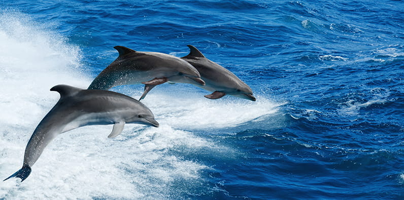 Delfinii sunt animale norocoase în multe culturi