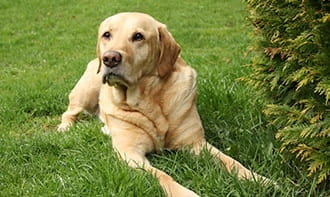 Labrador retriever – un câine de asistență ideal