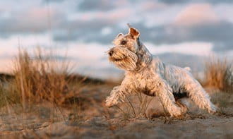 Schnauzer miniatural iubește oamenii