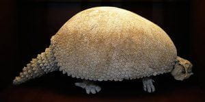 Un animal dispărut numit Glyptodon din statul argentinian din America de Sud